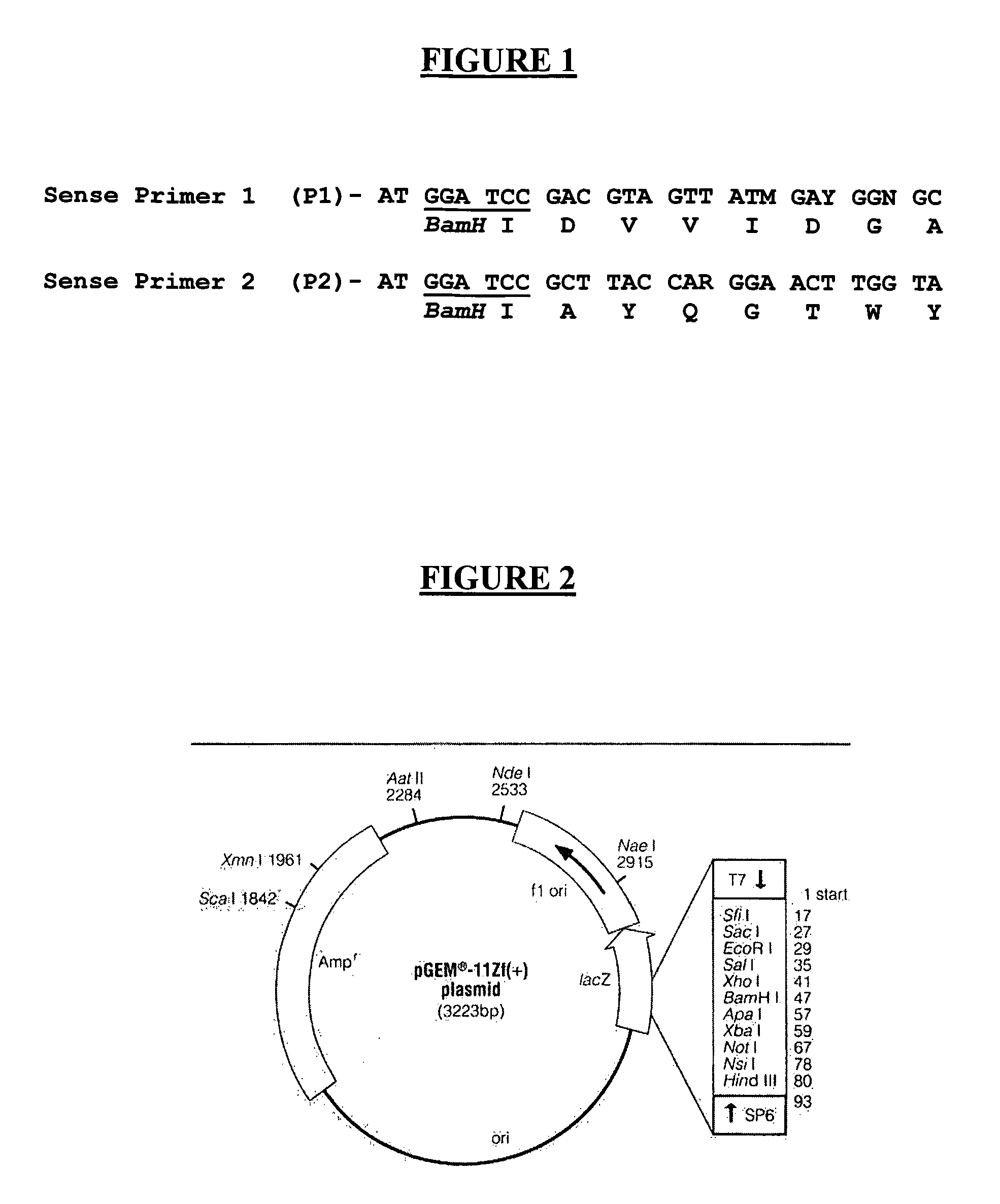 Process for Obtaining Recombinant Prothrombin Activating Protease (Rlopap) in Monomeric form; the Recombinant Prothrombin Activating Protease (Rlopap) as Well as its Amino Acid Sequence; the Use of this Protease as a Defibrinogenase