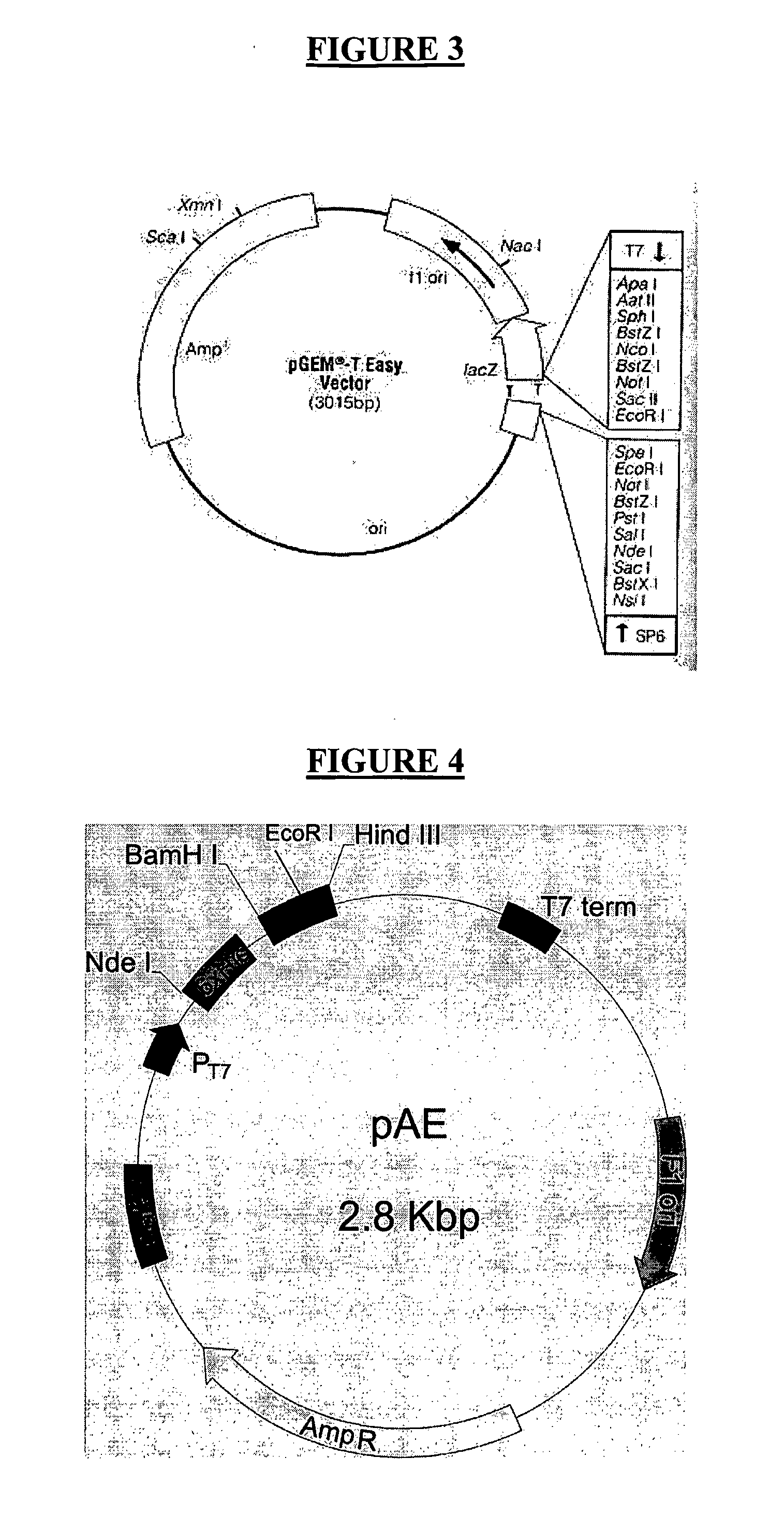 Process for Obtaining Recombinant Prothrombin Activating Protease (Rlopap) in Monomeric form; the Recombinant Prothrombin Activating Protease (Rlopap) as Well as its Amino Acid Sequence; the Use of this Protease as a Defibrinogenase