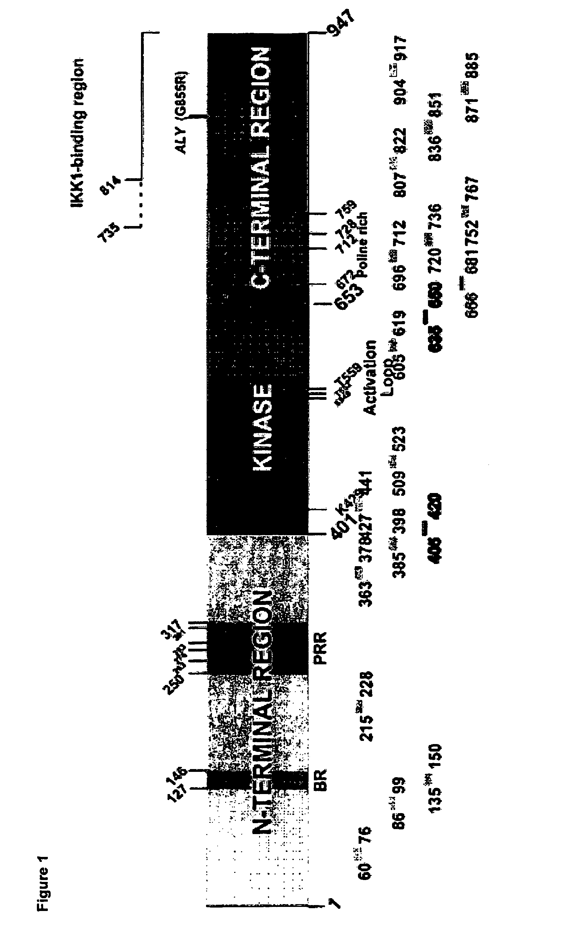 Anti-NIK antibodies and uses thereof