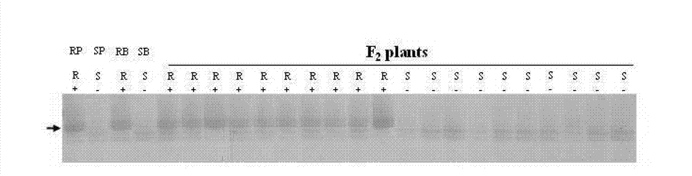 Molecular marker interlocking with wheat stripe rust resistant gene, acquisition method and application thereof