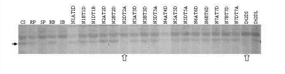 Molecular marker interlocking with wheat stripe rust resistant gene, acquisition method and application thereof