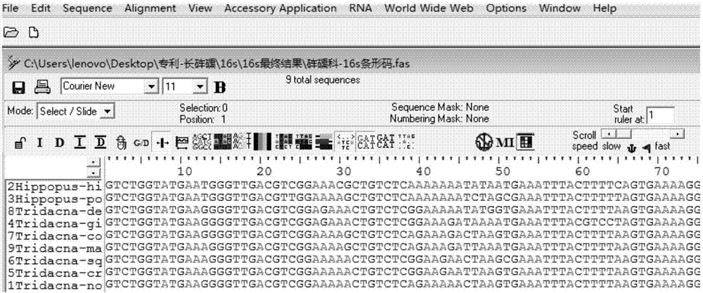 Standard detection method and application of DNA bar code for identifying tridacna