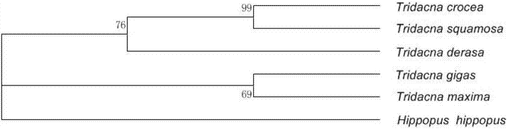 Standard detection method and application of DNA bar code for identifying tridacna