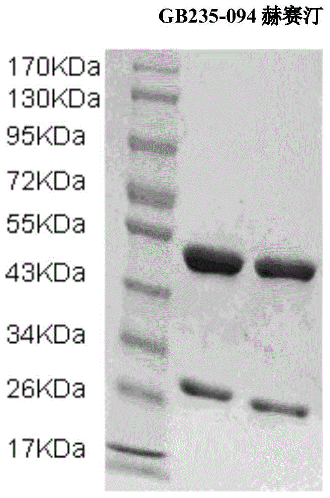 Full humanized HER2 antibody as well as coding gene and application thereof