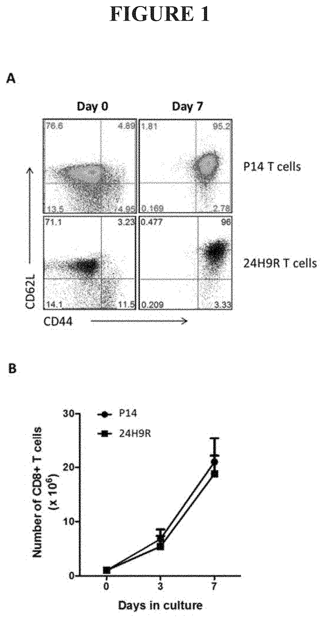 Adoptive cell transfer and oncolytic virus combination therapy