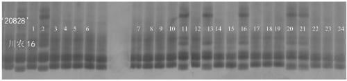 Wheat stripe rust-resistant gene QYr.sicau-1B-1 SSR molecular marker and application