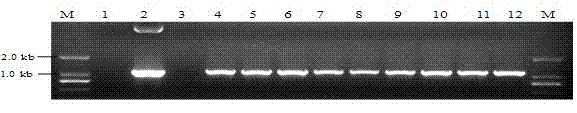 Magnaporthe oryzae avirulence gene AvrPik/kp/km/kh/7 and application thereof