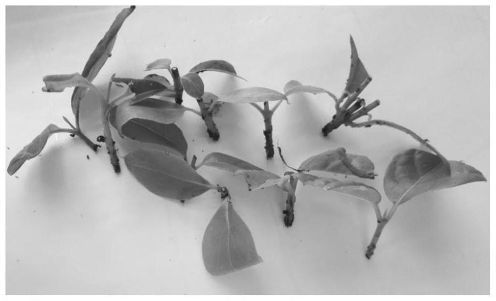 A kind of method for rapidly propagating wintersweet plant