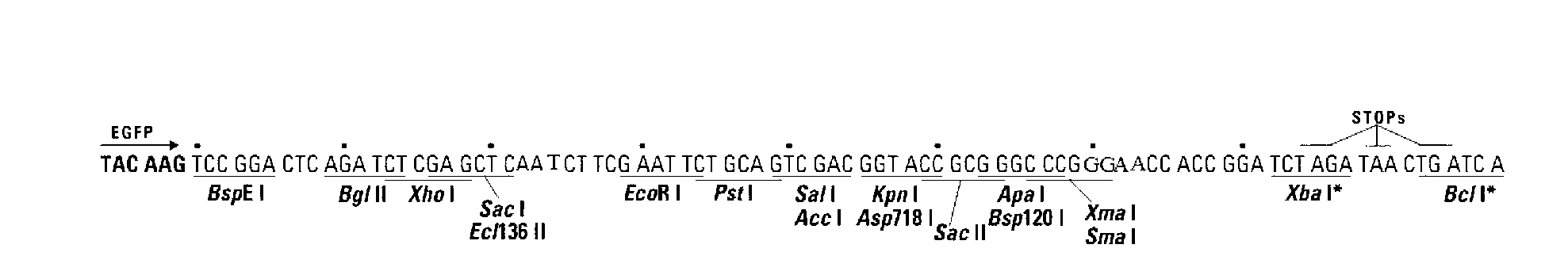 RNA (Ribonucleic Acid) interference carrier for inhibiting swine source p53 gene expression and application thereof