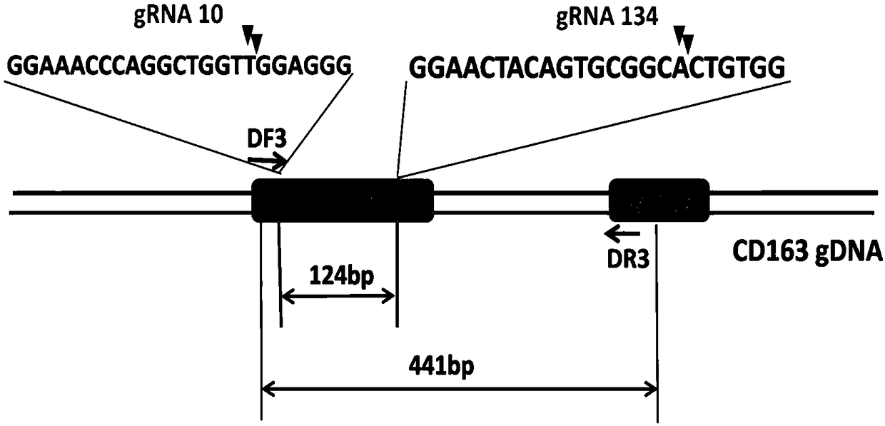 Method for editing large white pig CD163 gene by using CRISPR/Cas9