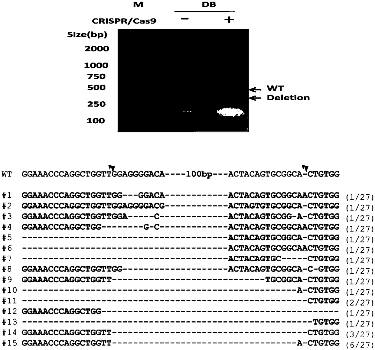 Method for editing large white pig CD163 gene by using CRISPR/Cas9