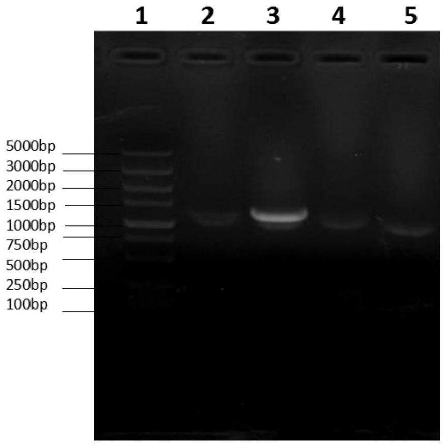 Streptococcus suis △cps/ssna-msly(p353l)-sc19 engineering bacteria and its application in vaccines