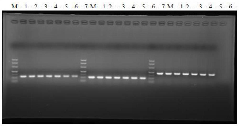 Triple fluorescent quantitative PCR kit for simultaneously detecting bovine rotavirus, bovine coronavirus and bovine viral diarrhea virus and application method of triple fluorescent quantitative PCR kit