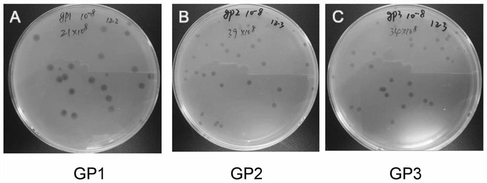 Novel R. solanacearum bacteriophage and its composition and application