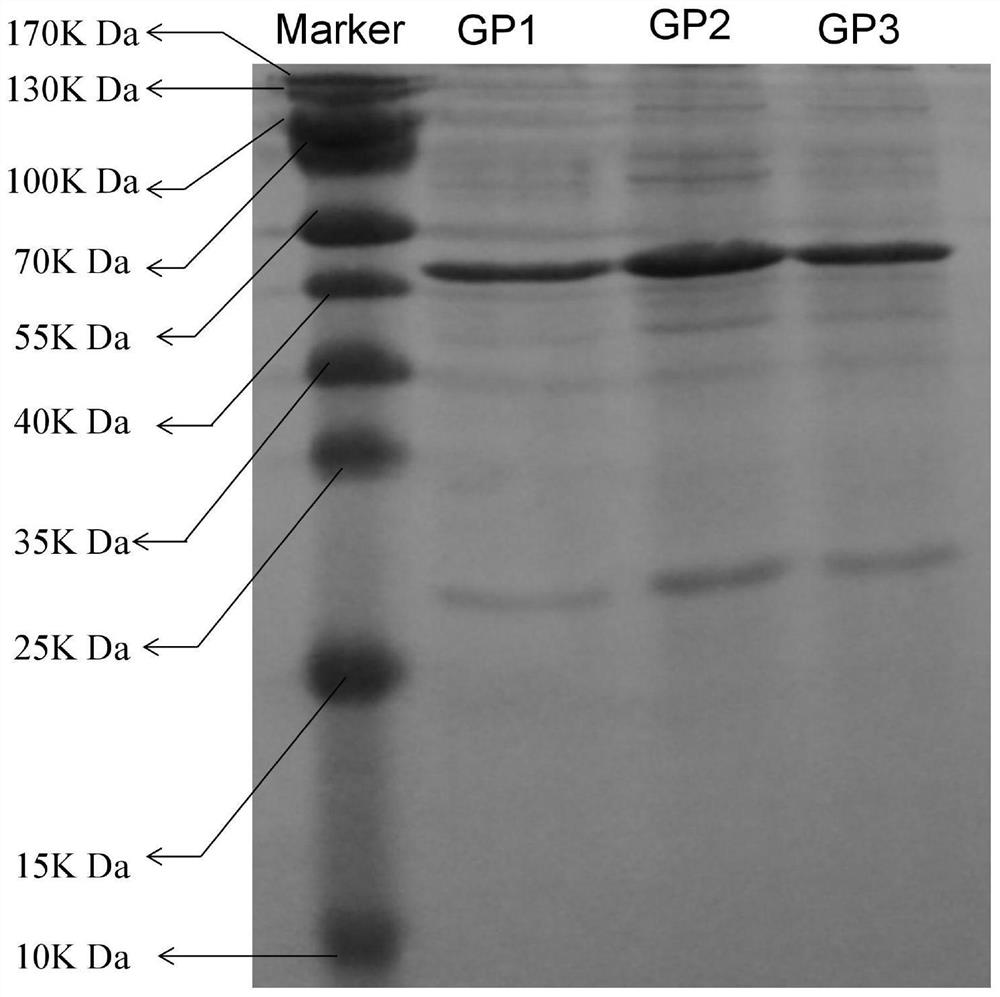 Novel R. solanacearum bacteriophage and its composition and application
