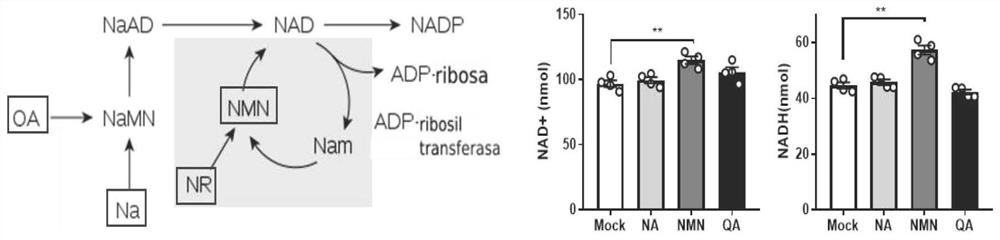 Application of NAD &lt; + &gt; metabolic targeting-based NK cells in disease treatment