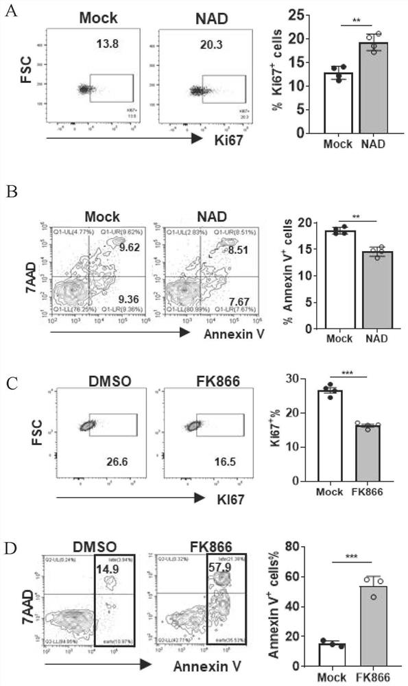 Application of NAD &lt; + &gt; metabolic targeting-based NK cells in disease treatment