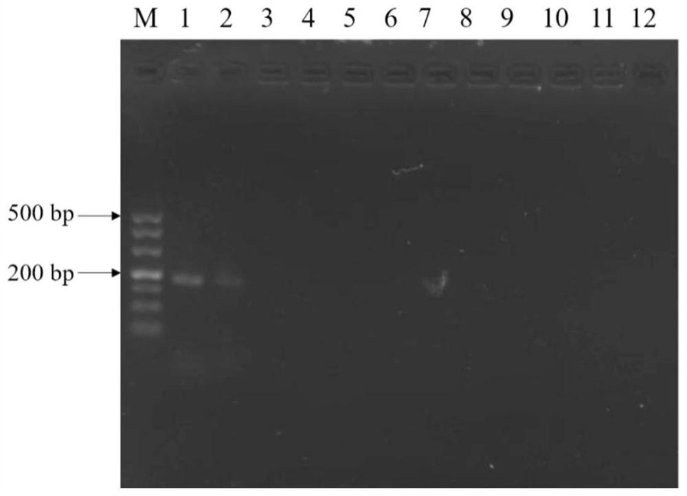 Production method of fermented feed rich in bifidobacterium lactis