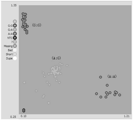 A SNP marker related to the resistance gene of pepper tomato spotted wilt virus disease and its specific primer and application