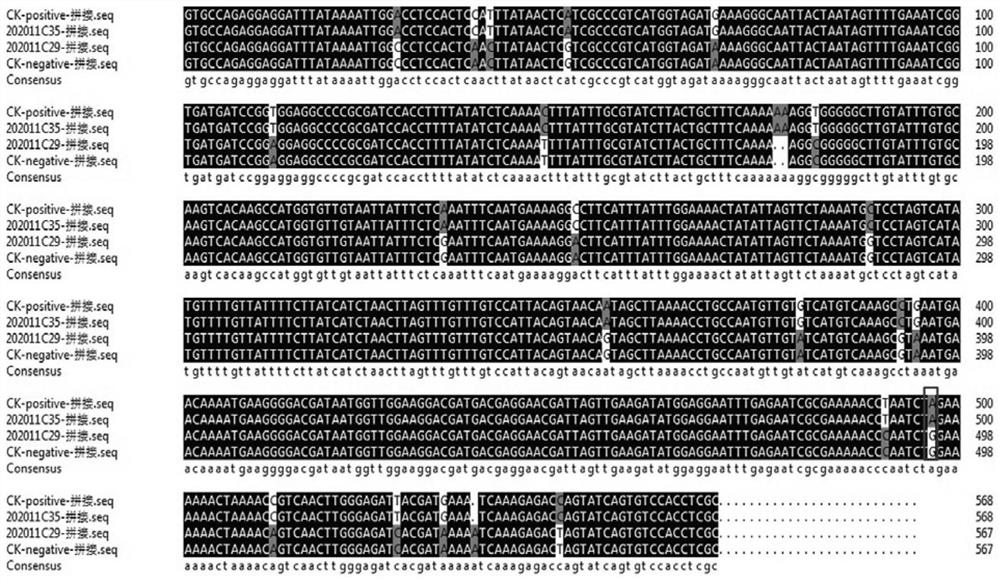 A SNP marker related to the resistance gene of pepper tomato spotted wilt virus disease and its specific primer and application