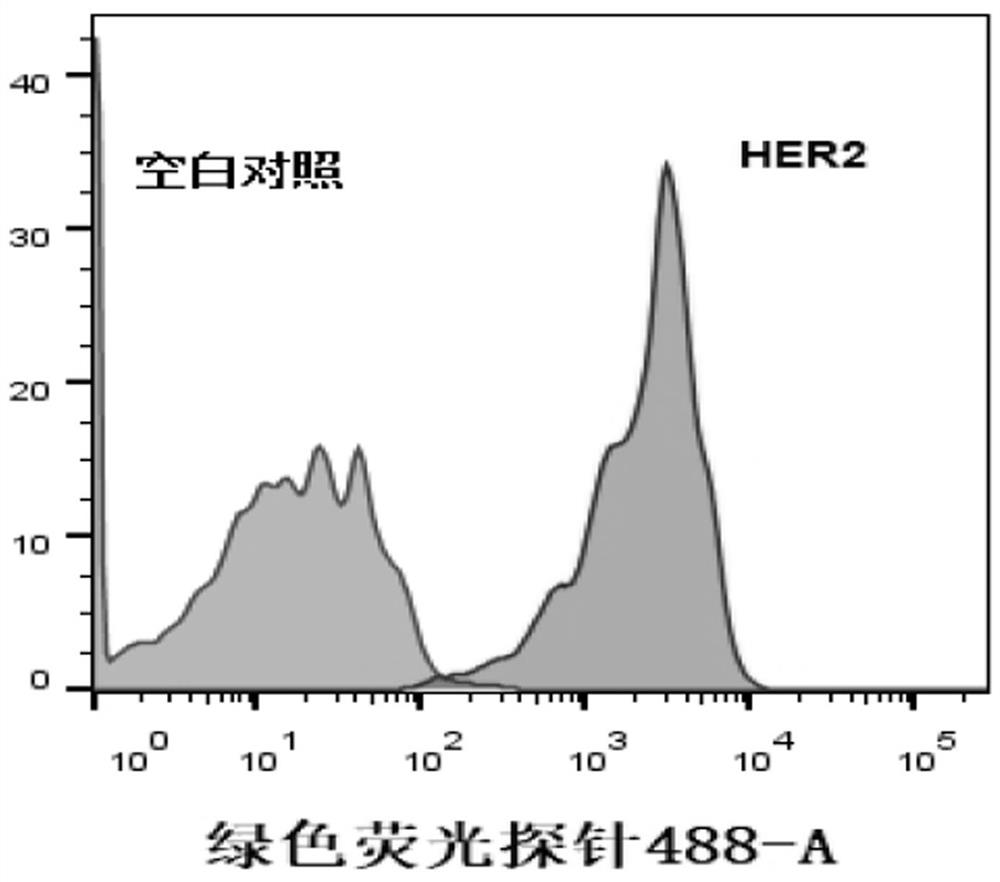 Anti-HER2 recombinant rabbit monoclonal antibody and application thereof