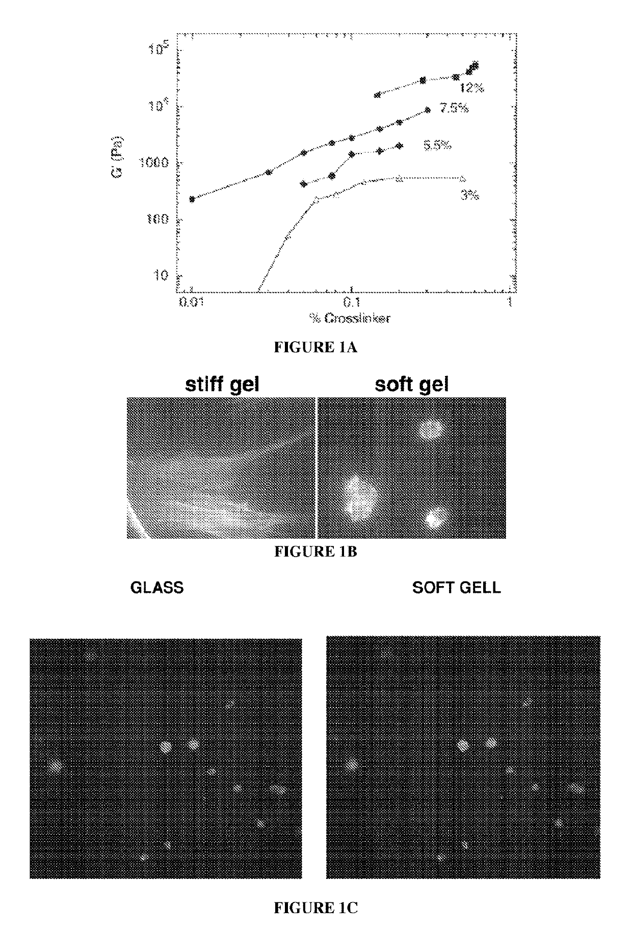 Low Rigidity Gels for MSC Growth Modulation