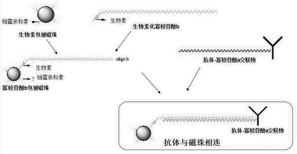 Connection method of antibody and microsphere