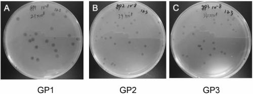 Novel ralstonia solanacearum phages and compositions and application thereof