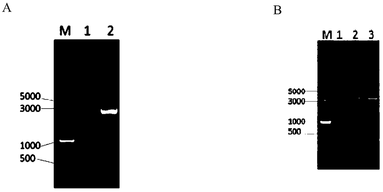 Preparation and application of novel swine-origin fusion antimicrobial peptide VASP biological preparation