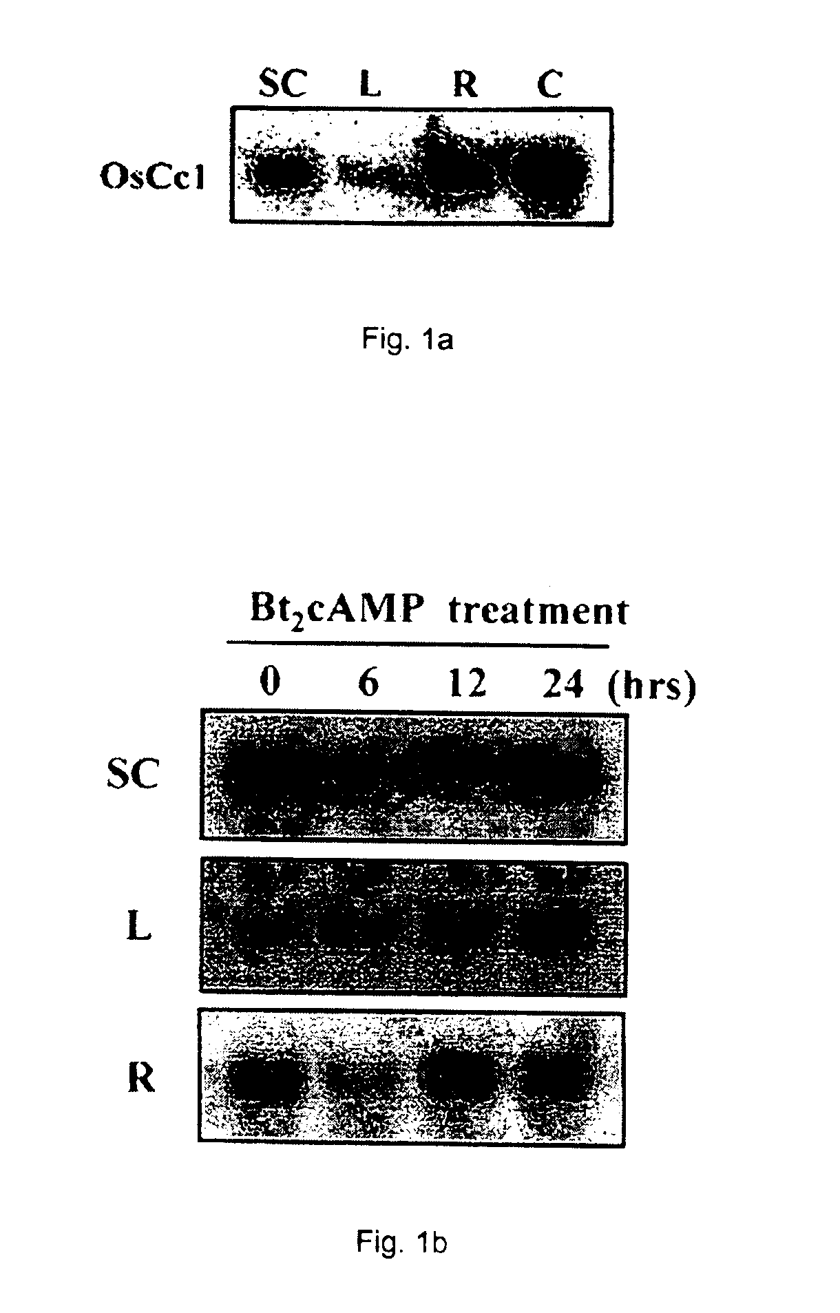 OsCc1 promoter and methods of transforming monocot plants using the same