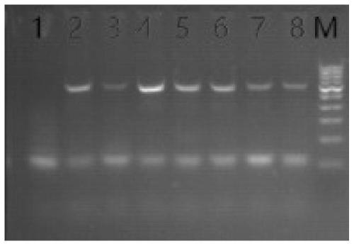 COI primer for PCR detection of peanut aphids and application thereof