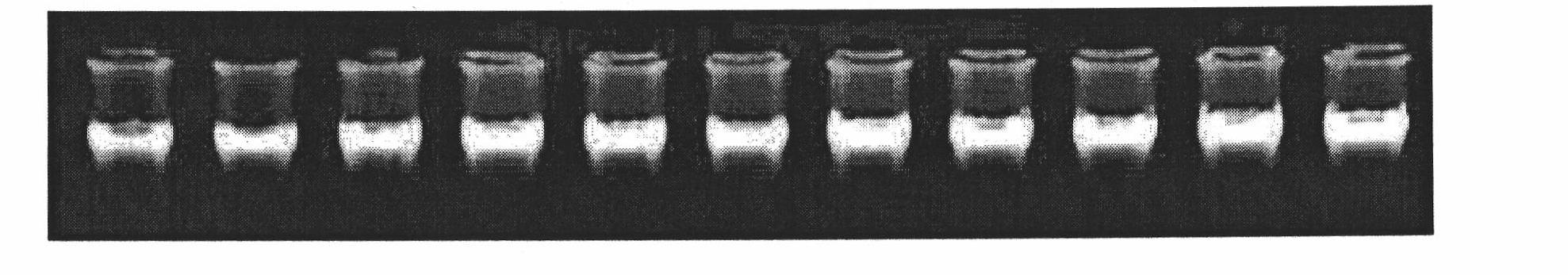 Method for extracting a large number of high-purity deoxyribonucleic acid (DNA) from chicken blood