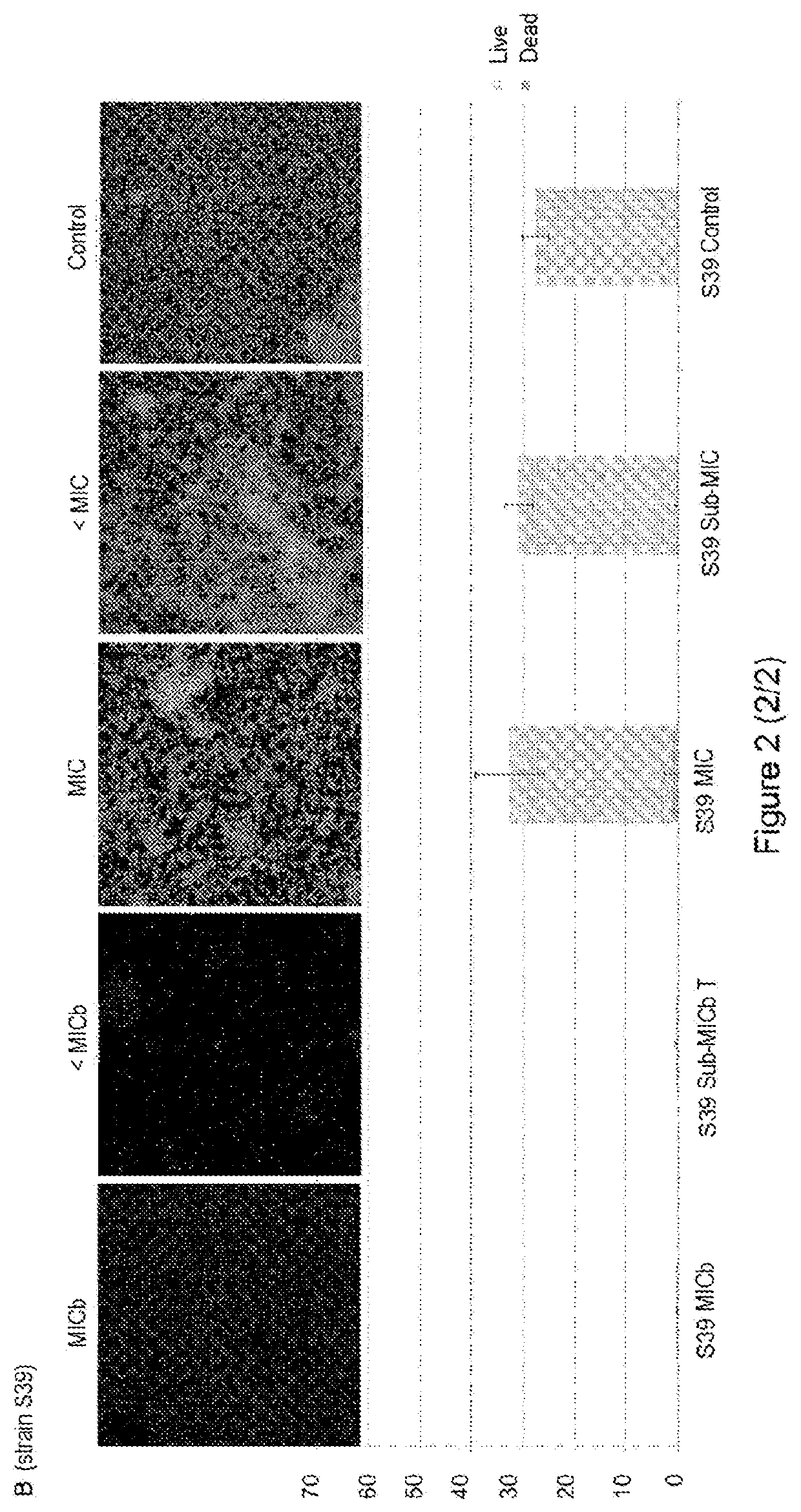 Use of cloxacillin to inhibit/prevent biofilm formation