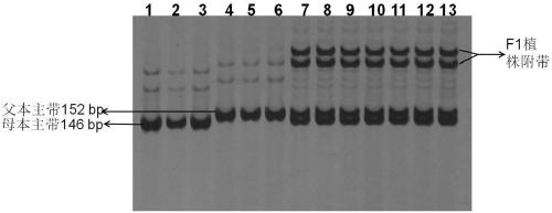 Nucleotide primer combination and detection method for rapid identification of the purity of ribbed loofah 'Yalu 6' hybrid seeds