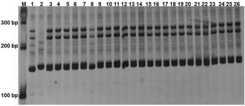 Nucleotide primer combination and detection method for rapid identification of the purity of ribbed loofah 'Yalu 6' hybrid seeds