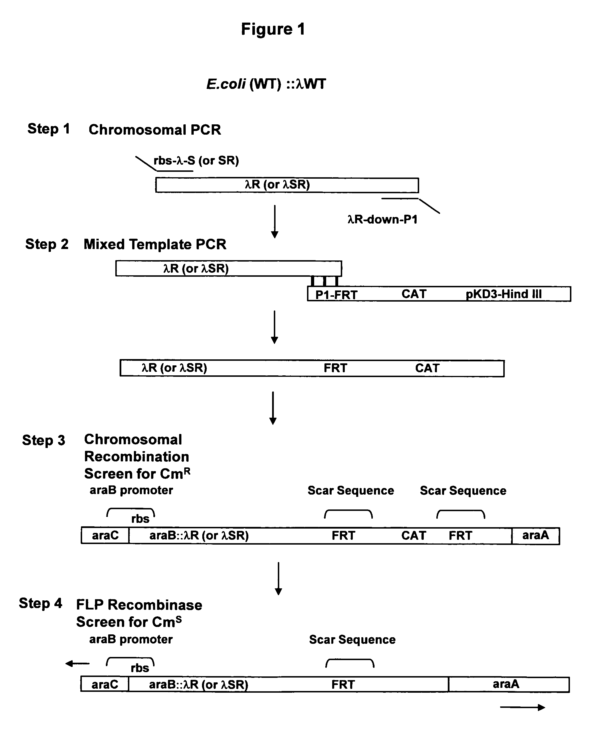 Controlled lysis of bacteria