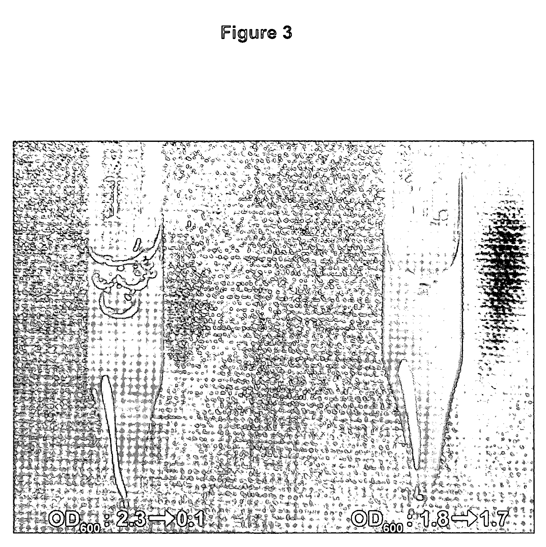 Controlled lysis of bacteria