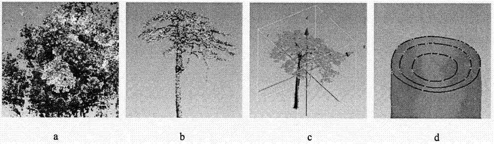 Method for monitoring growth of trunk based on 3D laser scanning technology