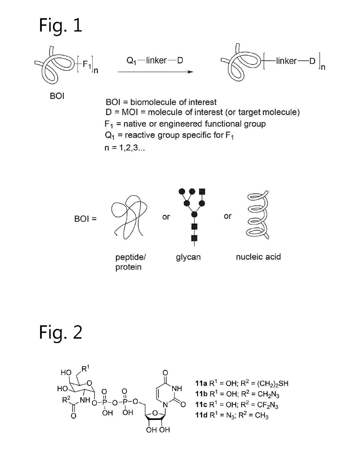 Antibody-conjugates with improved therapeutic index for targeting cd30 tumours and method for improving therapeutic index of antibody-conjugates