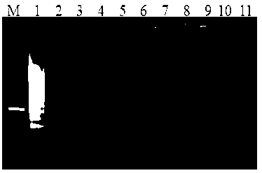 Kit for detecting goat pox virus