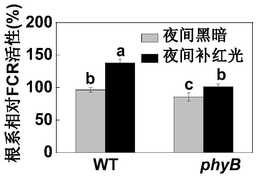 A method for increasing iron content in tomato fruit