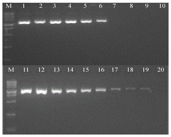 Carp herpes virus detection kit and detection method thereof