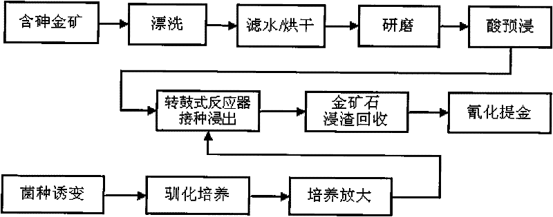 Preoxidation treating method for leaching arsenic golden ores by using drum type reactor organisms