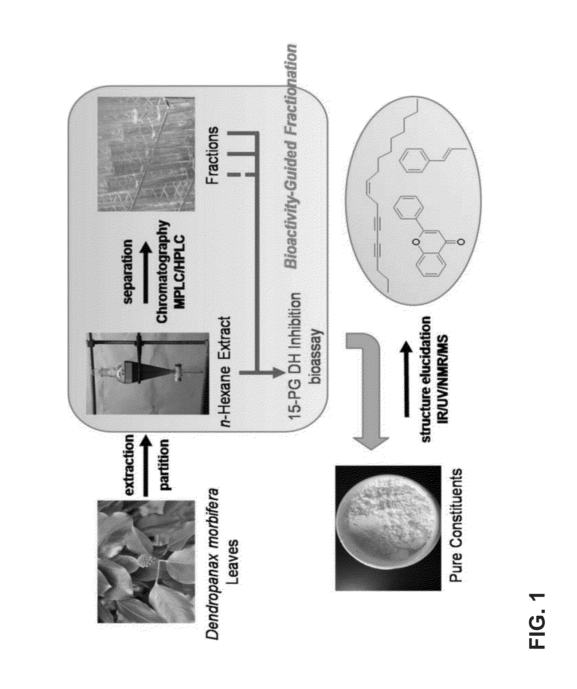 Composition comprising dendropanax morbiferaextract or compound derived therefrom as active ingredient for preventing and treating benign prostatic hyperplasia