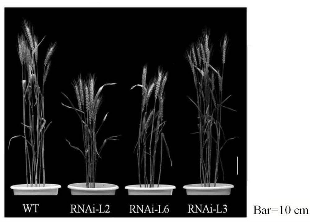 Wheat taarf12 gene and its application