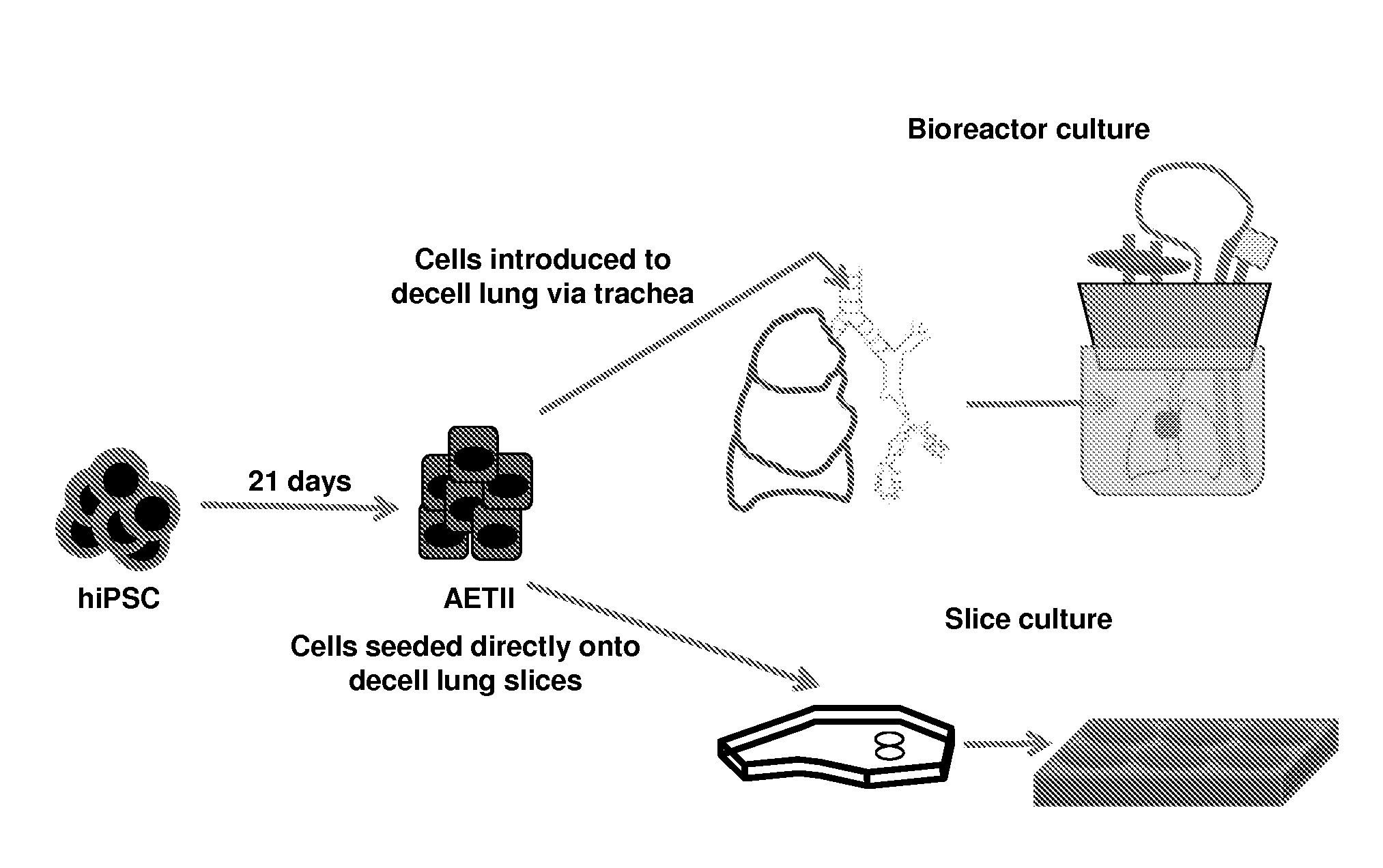 Differentiation of Human IPS Cells to Human Alveolar Type II Via Definitive Endoderm