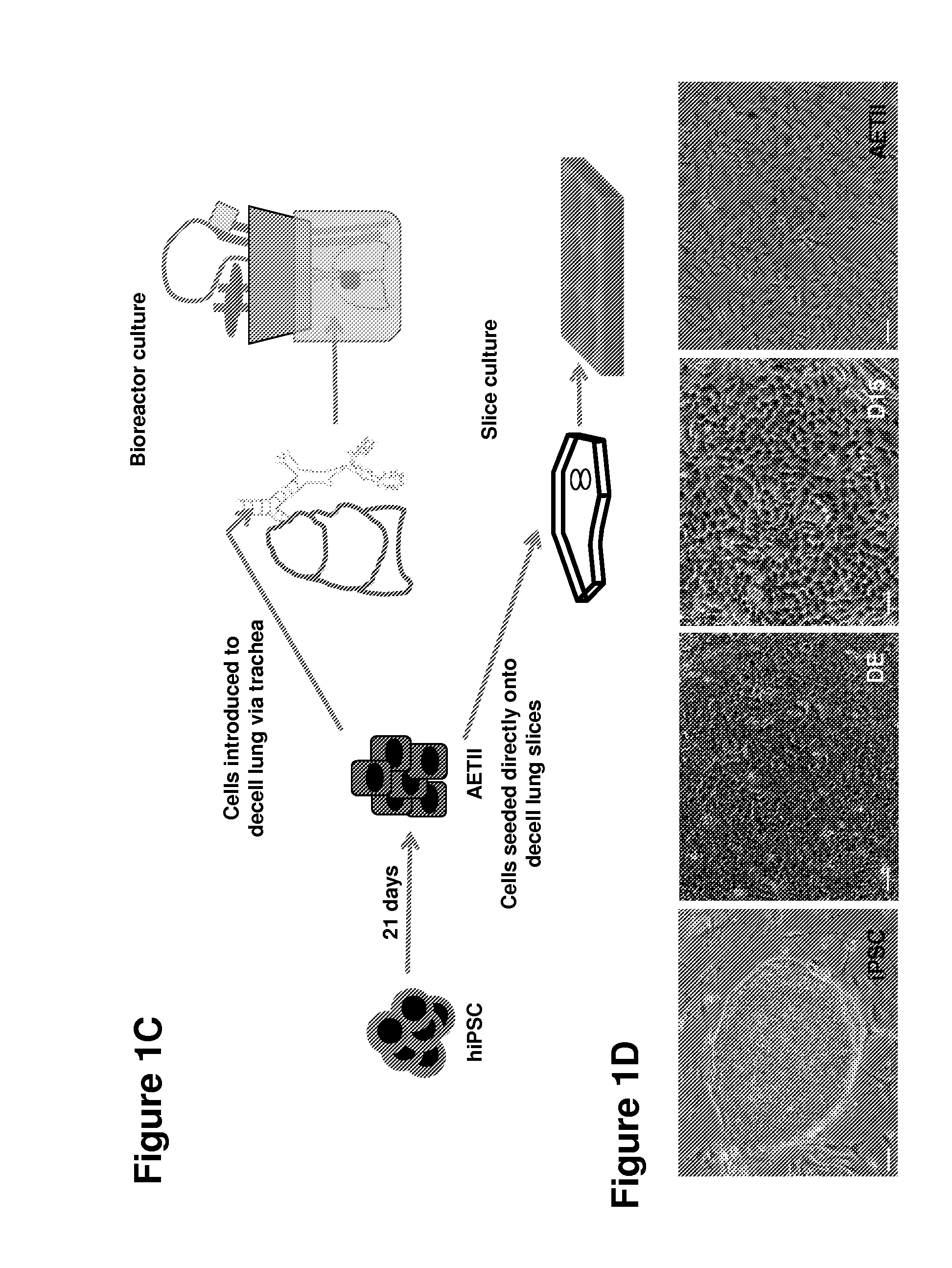 Differentiation of Human IPS Cells to Human Alveolar Type II Via Definitive Endoderm