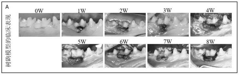 Method for establishing tree shrew periodontitis model