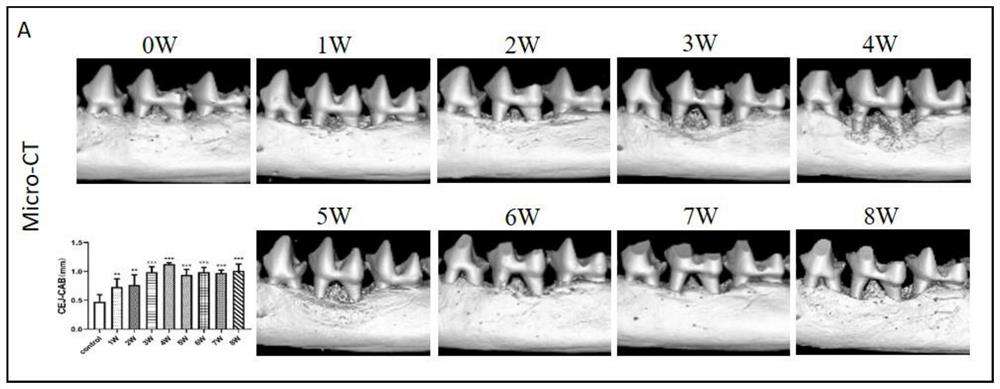 Method for establishing tree shrew periodontitis model