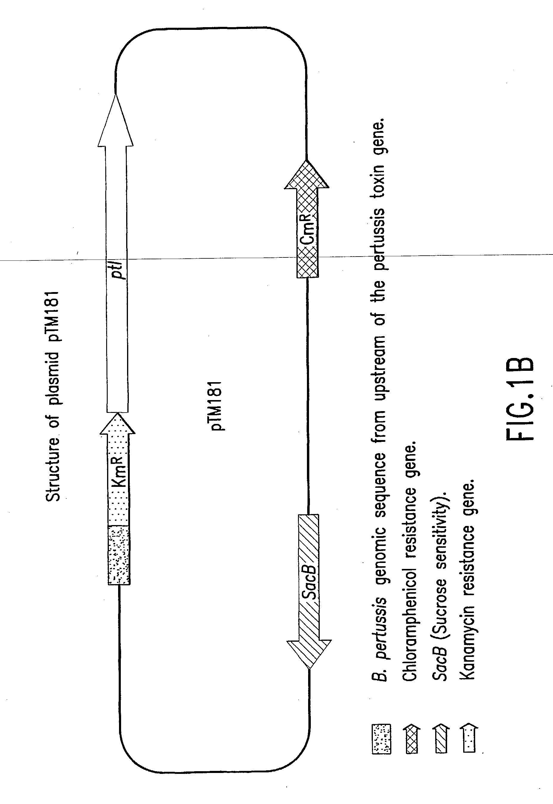 High yield pertussis vaccine production strain and method for making same